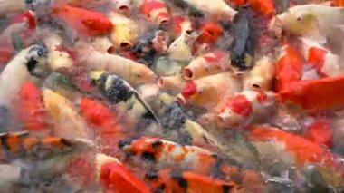 Altın sazanlar ve koi balığı, renkli dekoratif balıklar yapay bir gölette yüzerler, hayvan konsepti..