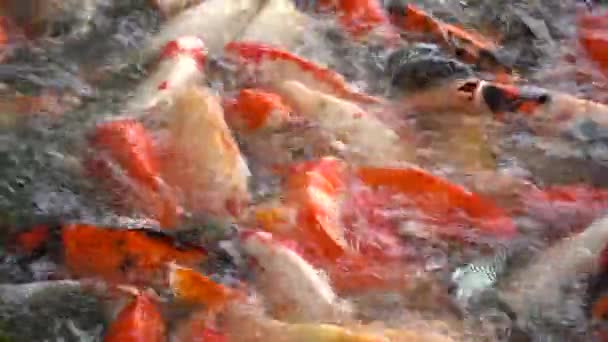 Złote Karpie Ryby Koi Kolorowe Ozdobne Ryby Pływają Sztucznym Stawie — Wideo stockowe