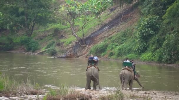 Février 2022 Les Touristes Chevauchent Éléphant Lors Une Visite Bord — Video