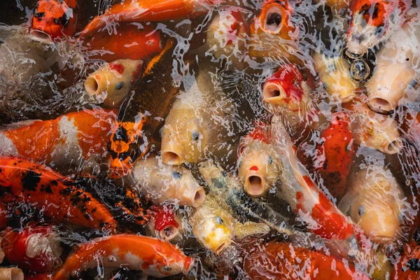 Altın sazanlar ve koi balığı, renkli dekoratif balıklar yapay bir gölette yüzerler, hayvan konsepti..