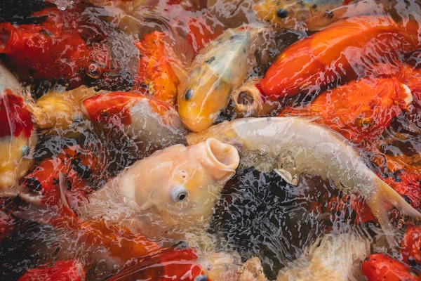 Altın sazanlar ve koi balığı, renkli dekoratif balıklar yapay bir gölette yüzerler, hayvan konsepti..