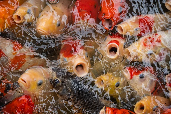 Guldkarp Och Koifisk Färgglada Dekorativa Fiskar Flyter Konstgjord Damm Djur — Stockfoto