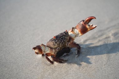 Yengeç, beyaz kumsalda yürüyor. Denizde, denizde, sabahleyin, yengeç hayatı kumlu sahilde yaşıyor..