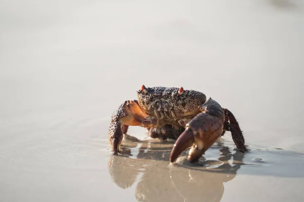 Krab Kráčející Bílé Písečné Pláži Kráčející Moře Pláži Moře Ráno — Stock fotografie