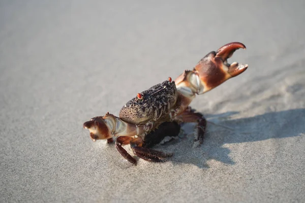 Crab Spacery Białym Piasku Plaży Chodzenie Morza Plaży Nad Morzem — Zdjęcie stockowe