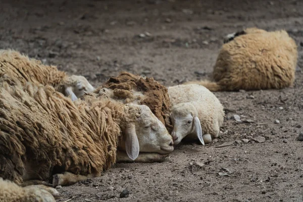 Group White Sheep Sleeping Cage Local Farm Zoo Selective Focus — Stockfoto