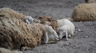 Group of white sheep sleeping in the cage in the local farm zoo with selective focus.A breed of domestic sheep from the chiang mai zoo in Thailand.