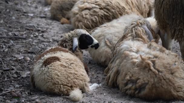 Group White Sheep Sleeping Cage Local Farm Zoo Selective Focus — Stockvideo