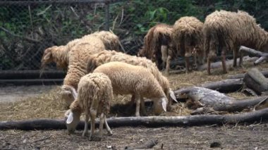 Group of white sheep sleeping in the cage in the local farm zoo with selective focus.A breed of domestic sheep from the chiang mai zoo in Thailand.