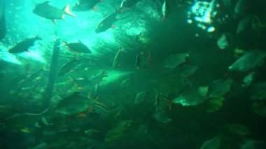 Colorful saltwater fish swim in a glass tank with neon lights. at the aquarium in the garden Chiang Mai Province, Thailand. Aquarium zoo fish sea saltwater concept.