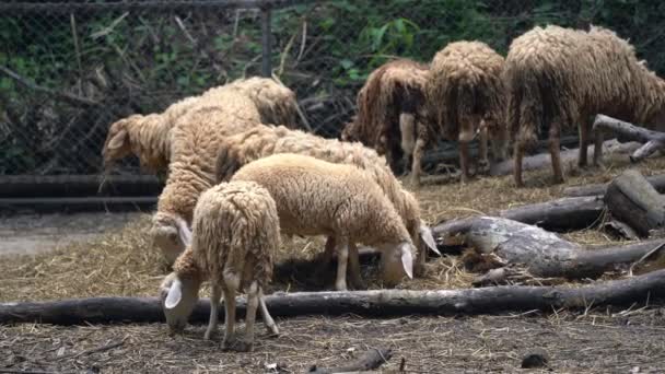 Group White Sheep Sleeping Cage Local Farm Zoo Selective Focus — Video Stock