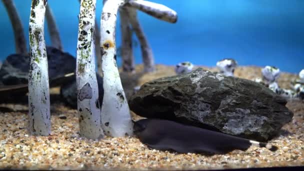 Colorful Saltwater Fish Swim Glass Tank Neon Lights Aquarium Garden — стоковое видео