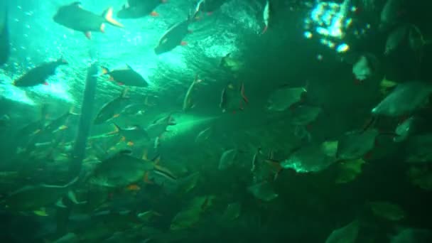 Colorful Saltwater Fish Swim Glass Tank Neon Lights Aquarium Garden — Vídeo de Stock