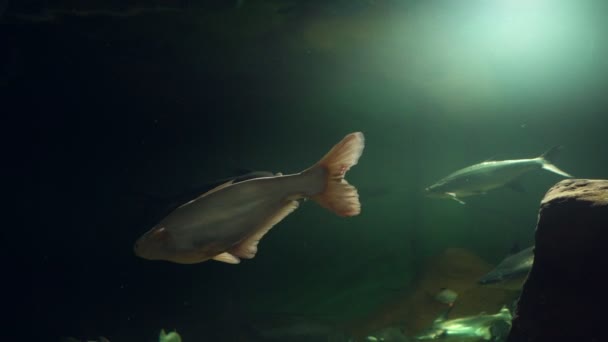 Colorful Saltwater Fish Swim Glass Tank Neon Lights Aquarium Garden — Stockvideo