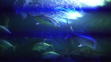 Colorful saltwater fish swim in a glass tank with neon lights. at the aquarium in the garden Chiang Mai Province, Thailand. Aquarium zoo fish sea saltwater concept.