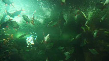 Colorful saltwater fish swim in a glass tank with neon lights. at the aquarium in the garden Chiang Mai Province, Thailand. Aquarium zoo fish sea saltwater concept.