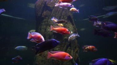 Colorful saltwater fish swim in a glass tank with neon lights. at the aquarium in the garden Chiang Mai Province, Thailand. Aquarium zoo fish sea saltwater concept.