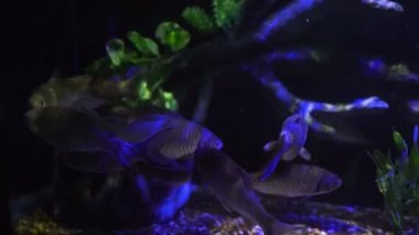 Colorful saltwater fish swim in a glass tank with neon lights. at the aquarium in the garden Chiang Mai Province, Thailand. Aquarium zoo fish sea saltwater concept.