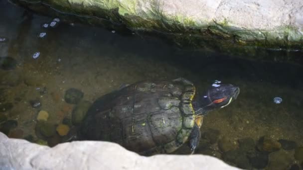 Terrapin Freshwater Turtle Swimming Water Young Turtle Overhead View — ストック動画