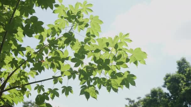 Nature Maple Green Leaf Beautiful Garden Natural Green Leaves Plants — Vídeo de stock