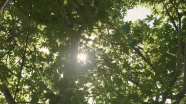 Nature of tree branch green leaf in beautiful garden. Natural green leaves plants background cover page environment ecology or greenery wallpaper concept