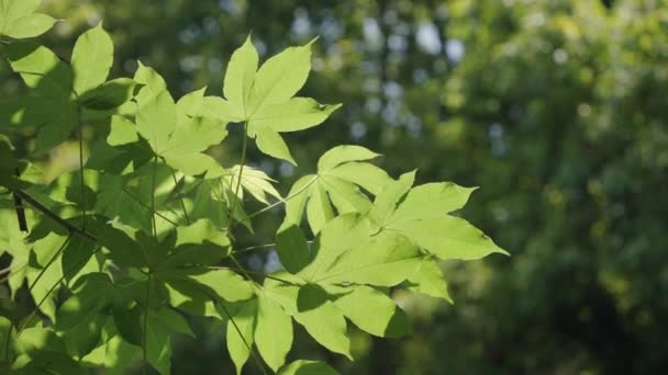 Nature Maple Green Leaf Beautiful Garden Natural Green Leaves Plants — 图库视频影像