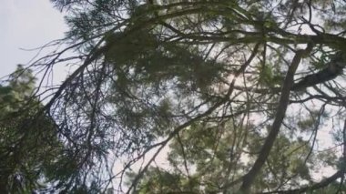 Nature of tree branch green leaf in beautiful garden. Natural green leaves plants background cover page environment ecology or greenery wallpaper concept