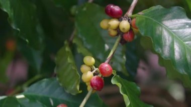 Ripe Red coffee bean berry plant fresh seed coffee tree growth green eco organic farm. Red ripe seed robusta arabica berries harvest coffee garden. Coffee bean tree concept.