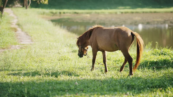 Horse eating freshgrass on the lawn sunlight in the evening. Brown horse feeding standing at the farm near the river. Animals nature wildlife concept.