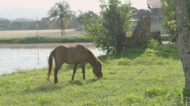 Horse eating freshgrass on the lawn sunlight in the evening. Brown horse feeding standing at the farm near the river. Animals nature wildlife concept.