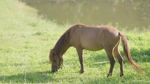 Horse Eating Freshgrass Lawn Sunlight Evening Brown Horse Feeding Standing — Vídeo de Stock