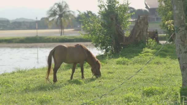 Horse Eating Freshgrass Lawn Sunlight Evening Brown Horse Feeding Standing — Vídeo de Stock