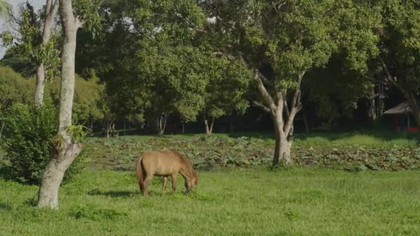 Horse Eating Freshgrass Lawn Sunlight Evening Brown Horse Feeding Standing — Vídeo de Stock