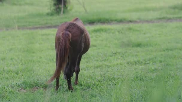 Häst Äter Färskt Gräs Gräsmattan Solljus Kvällen Brun Hästutfodring Står — Stockvideo