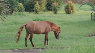 Akşamları çimenlikte taze ot yiyen at. Nehrin yakınındaki çiftlikte duran kahverengi at yemi. Hayvanlar doğa konsepti.