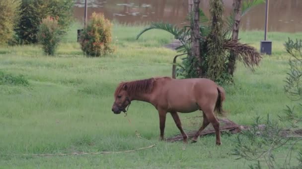 Horse Eating Fresh Grass Lawn Sunlight Evening Brown Horse Feeding — Stock Video