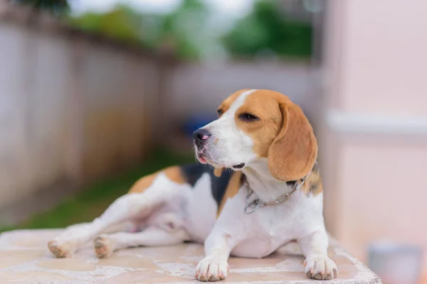 Cute beagle puppies. Happy beagle dog relaxing looking sleepy and sitting on the white marble table at home outside. Animals mamal dog concept.