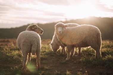 Bir grup beyaz koyun yiyor, yürüyor ya da çimlerde koşuyor. Akşam, dağ çayırında. Güneş her çimende, akşam atmosferinde parlıyor. Hayvan doğası memelileri kavramı.