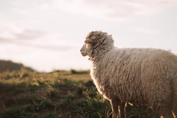 Moutons Blancs Mangeant Marchant Courant Sur Pelouse Soir Dans Prairie — Photo