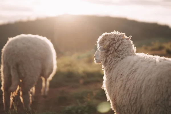 Groupe Arrière Moutons Blancs Mangeant Marchant Courant Sur Pelouse Soir — Photo