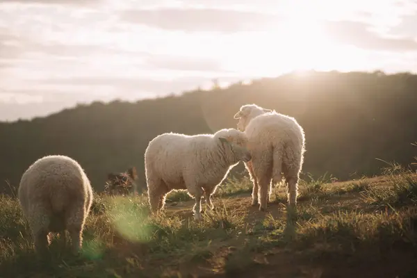 Groupe Moutons Blancs Mangeant Marchant Courant Sur Pelouse Soir Dans — Photo