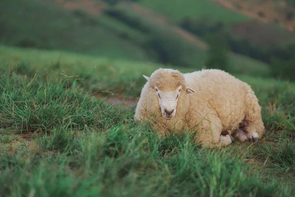 白羊吃或走或跑在草坪上 傍晚时分 在山里的草地上 阳光照在每一片草地上 照在夜晚的空气中 动物自然哺乳动物概念 — 图库照片