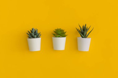 Sarı arka planda saksıda sulu. Kopyalama alanı olan üst görünüm. Düz yatıyordu.