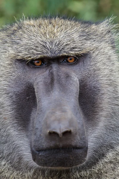 Azeitona babuíno de perto — Fotografia de Stock