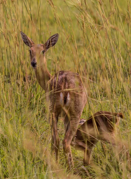 Fawn bebiendo de su madre — Foto de Stock