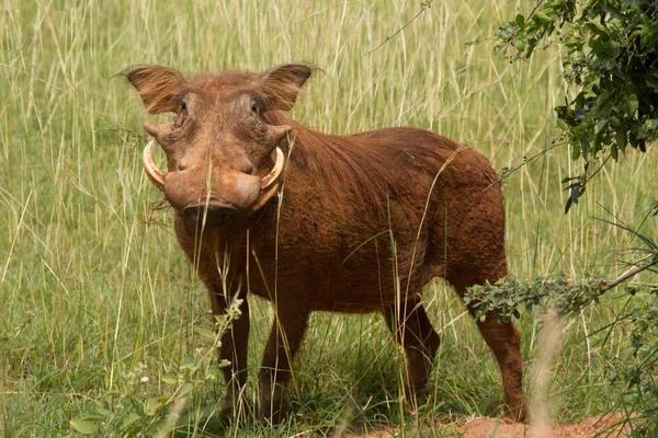 Warzenschwein — Stockfoto