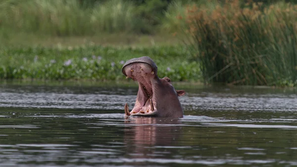 Nilpferd gähnt — Stockfoto