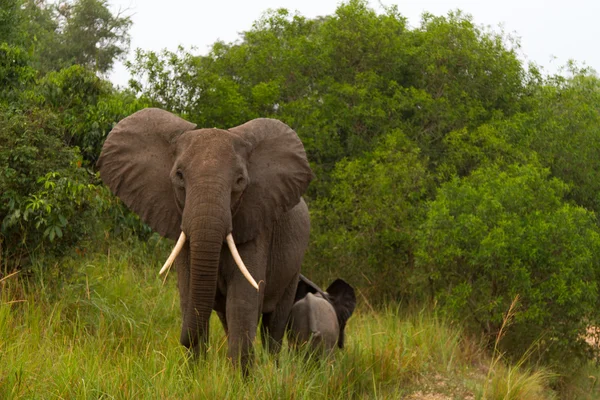 Elefante salvaje madre protege becerro —  Fotos de Stock