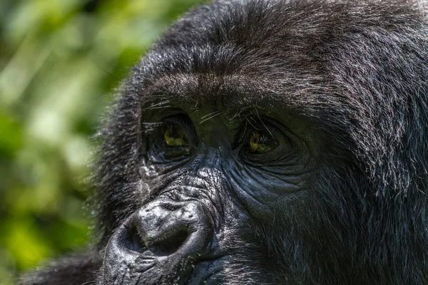 Mountain Gorilla — Stockfoto