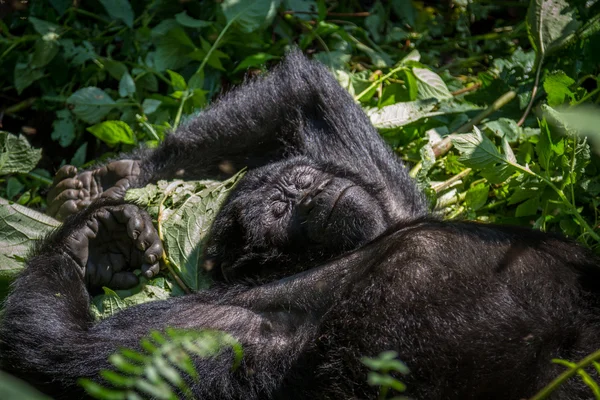 Mountain Gorilla — Stock Photo, Image